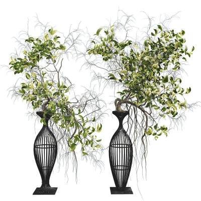 盆景植物收藏套装